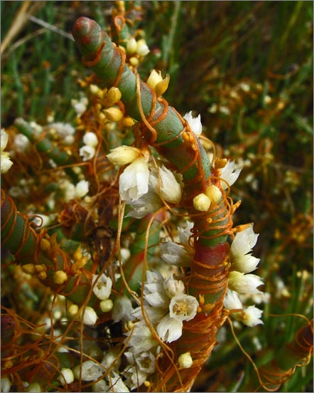 sm 790 Dodder.jpg - Dodder (Cuscuta salina var, major): The flower is white when young and darkens with age.